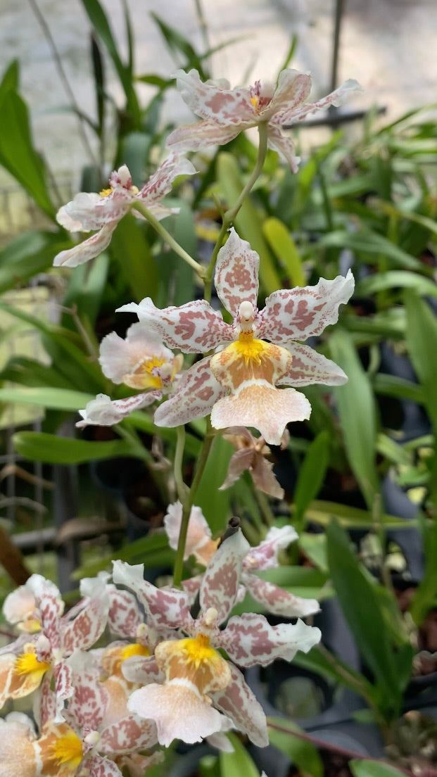 Oncidium Hwuluduen '2144'