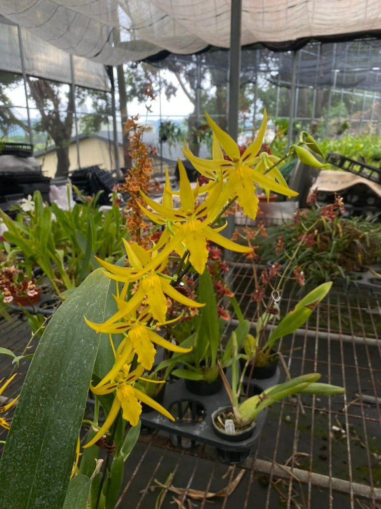 Bramesa Hwuluduen Vivid Bee ‘1235‘