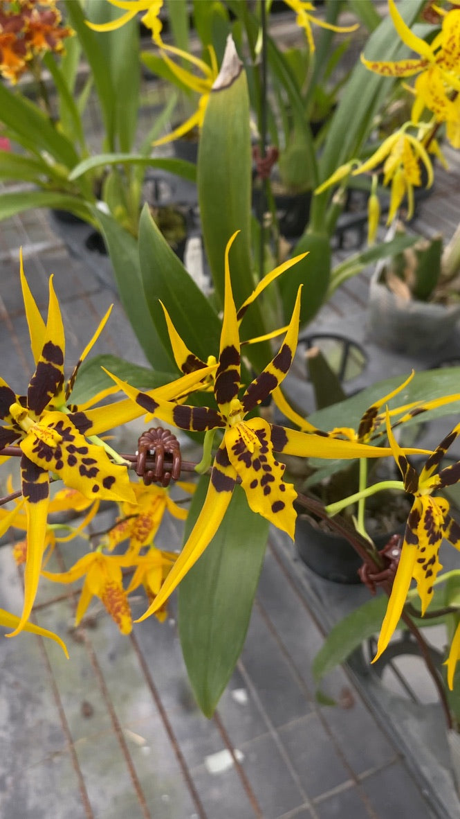 Bramesa Hwuluduen Vivid Bee ‘1235‘