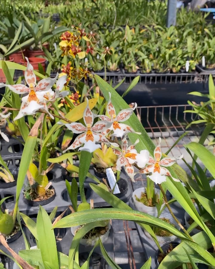 Oncidium Hwuluduen '2144'