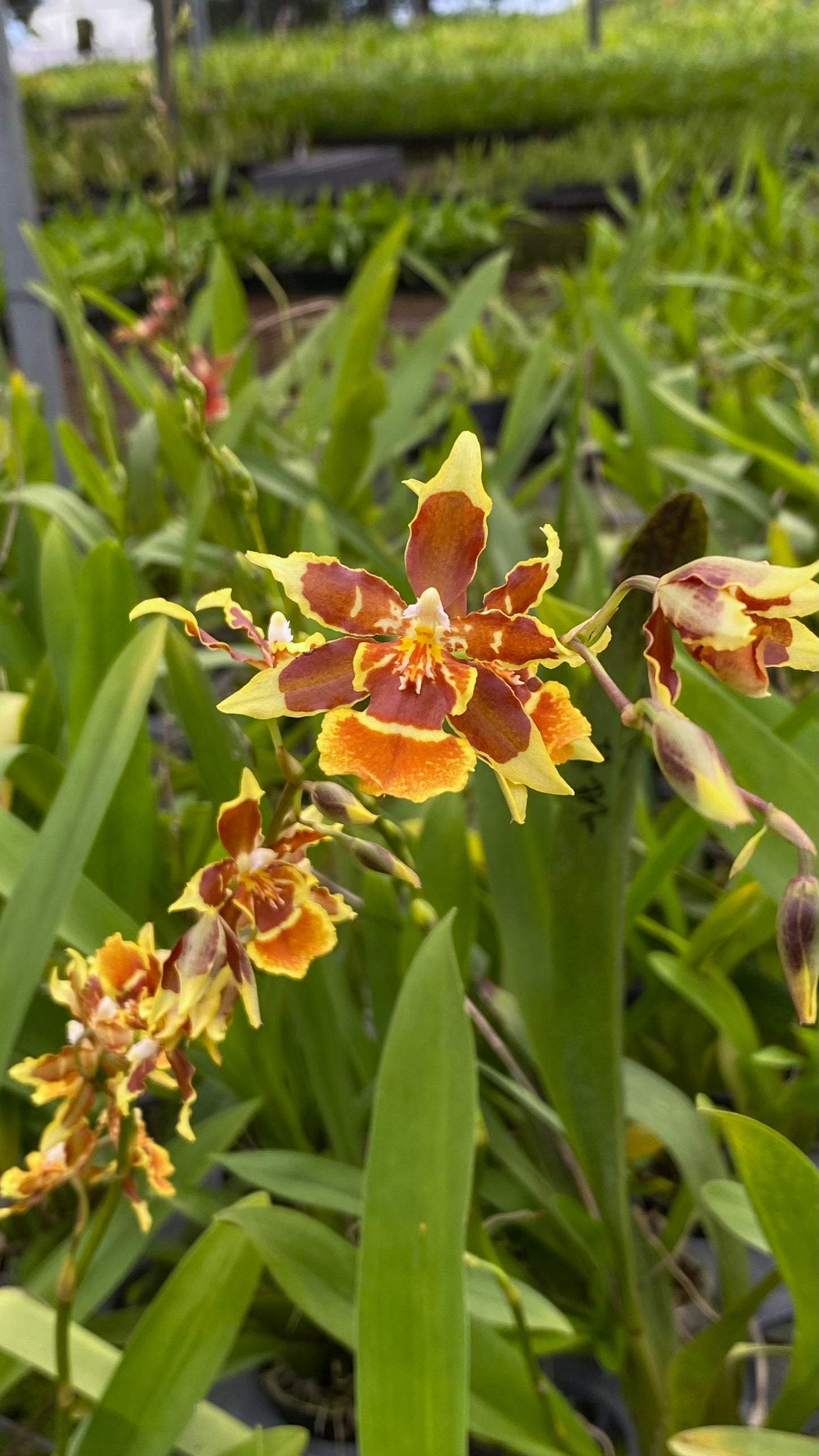 Oncidium Hwuluduen Messi '2172'