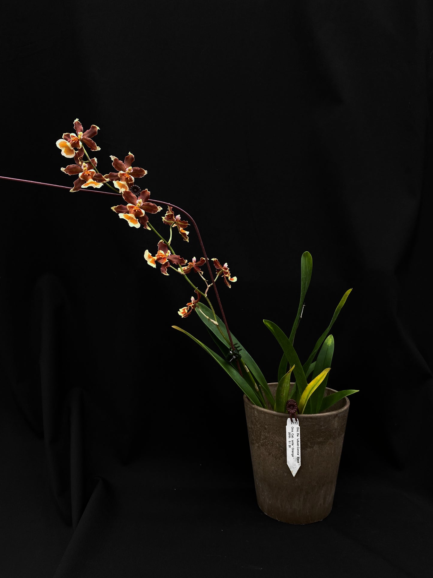 Oncidium Hwuluduen Messi '2172'