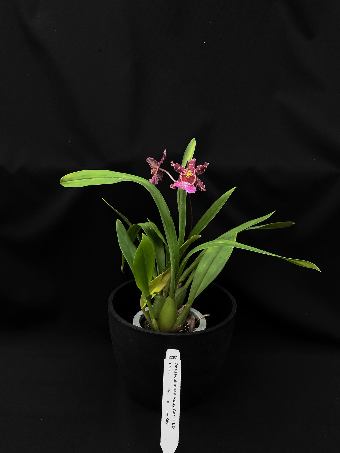 Oncidium Hwuluduen '2287'