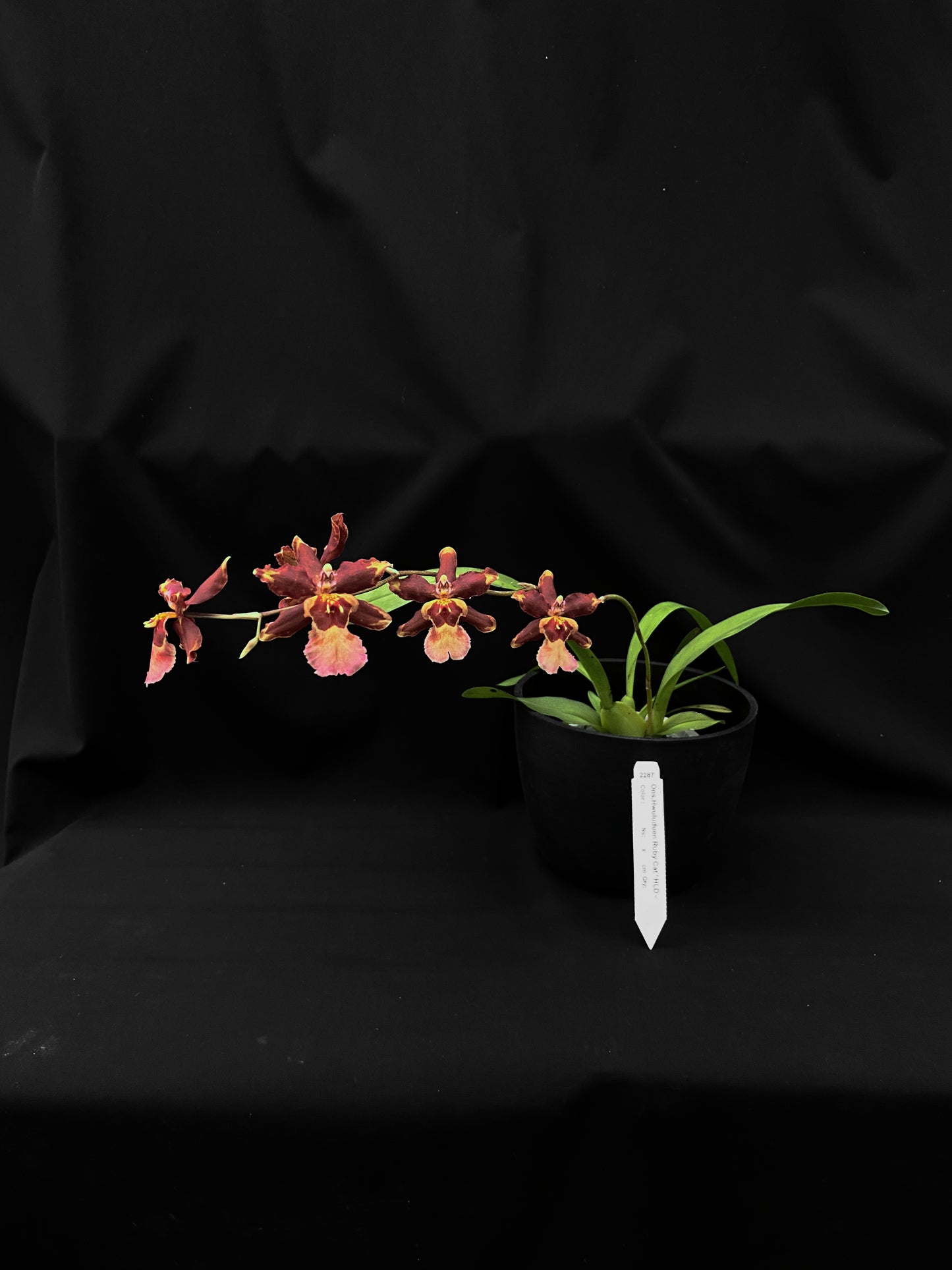 Oncidium Hwuluduen '2287'