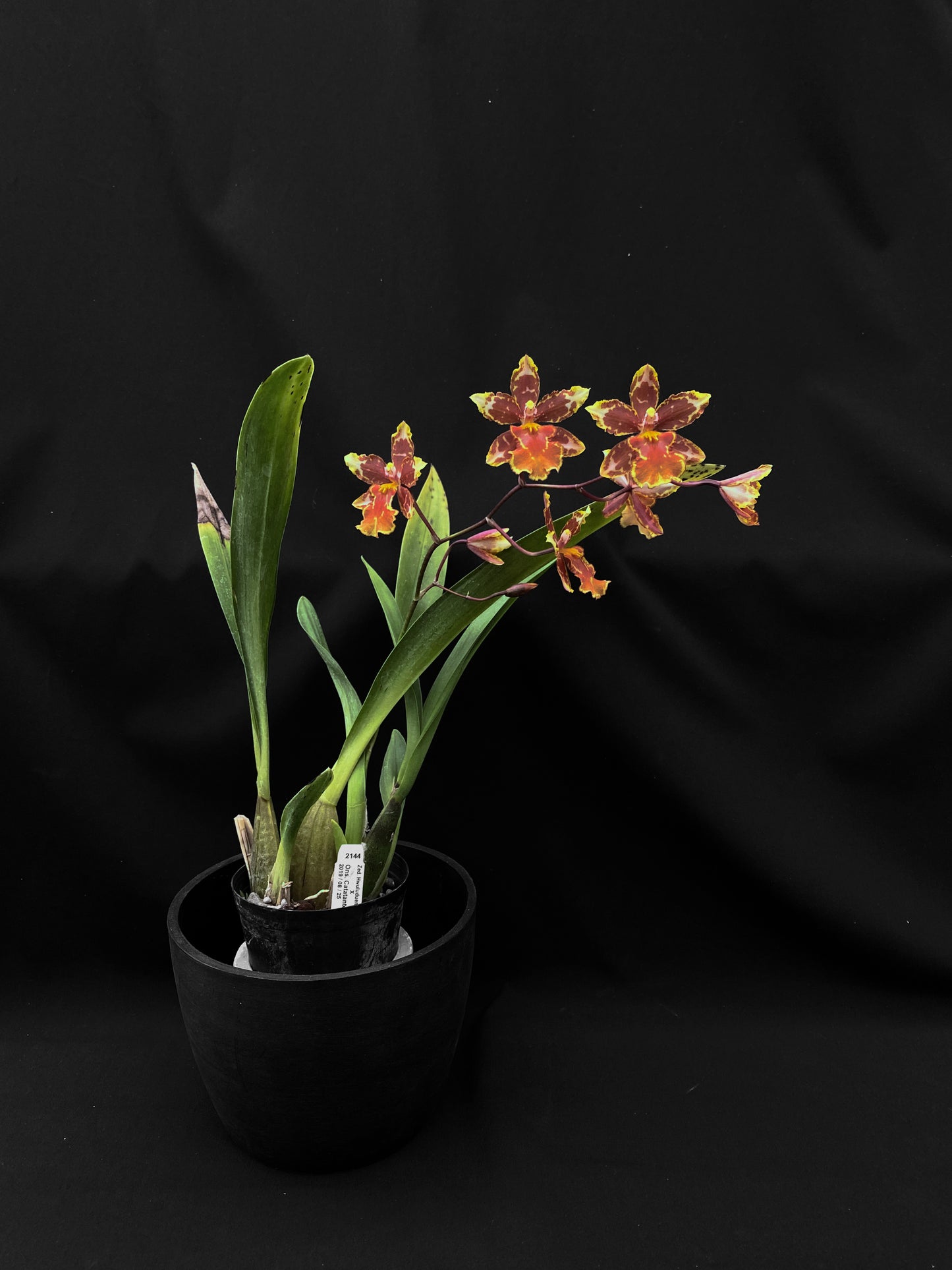 Oncidium Hwuluduen '2144'