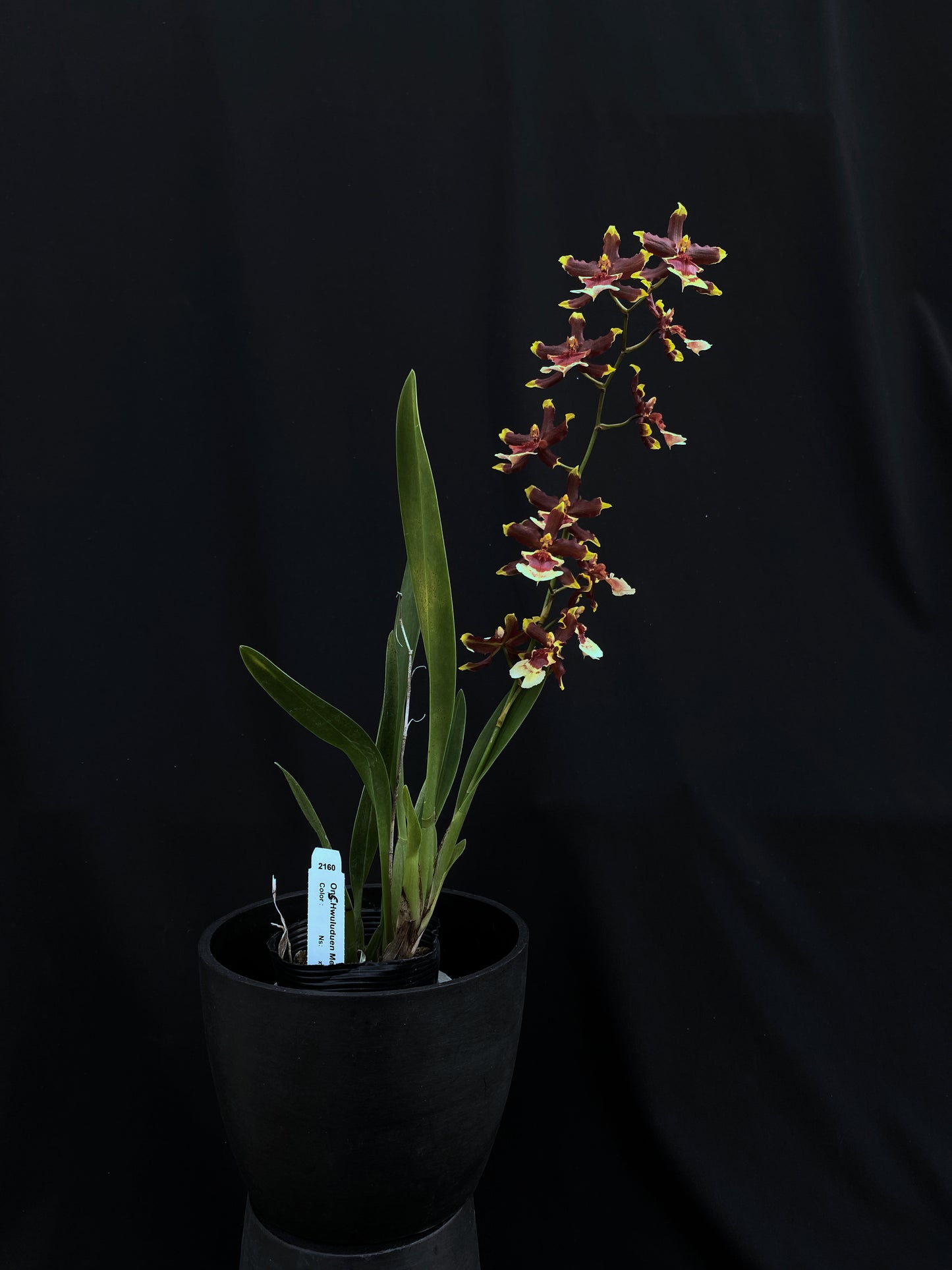 Oncidium Hwuluduen '2160'