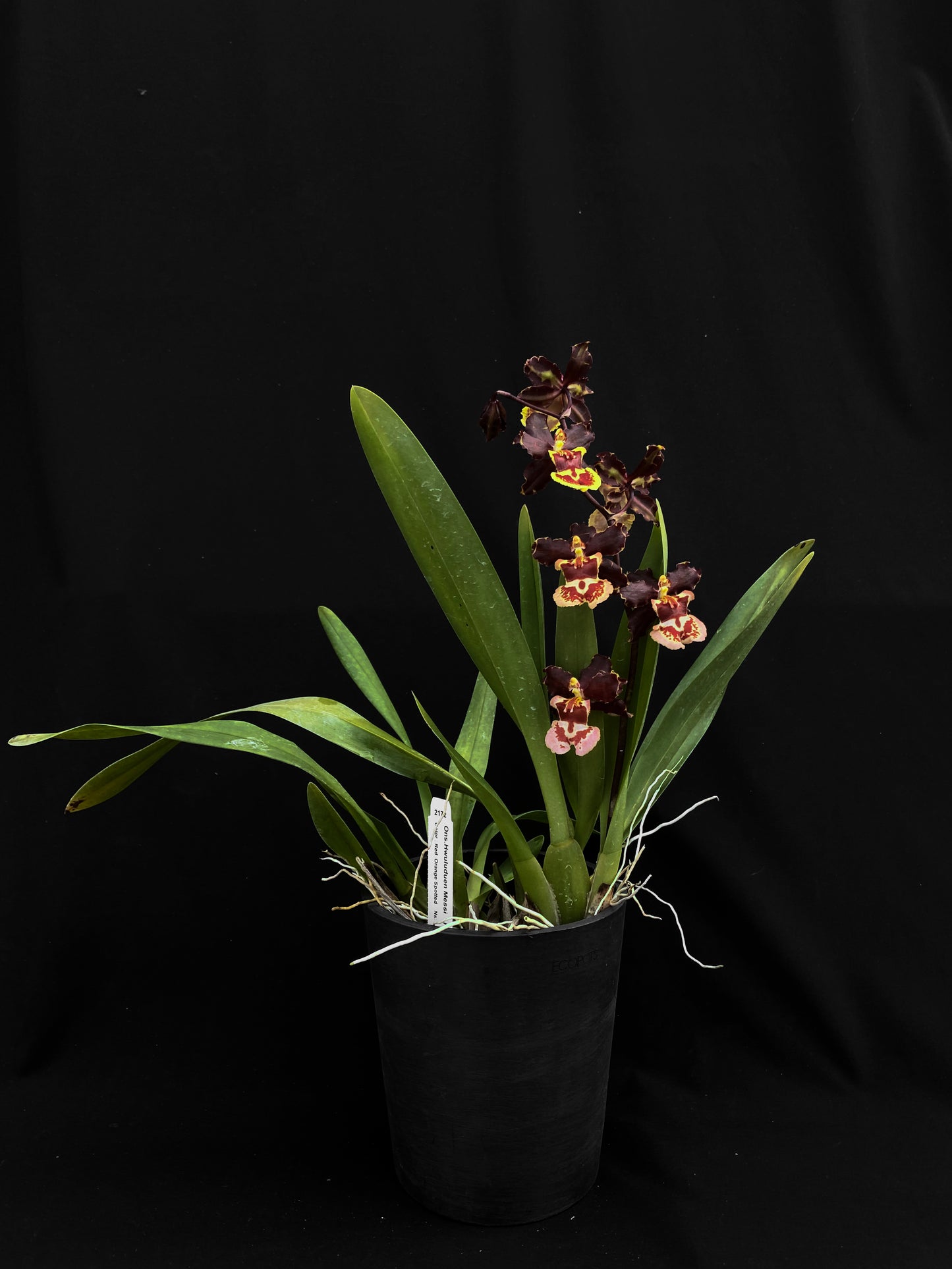 Oncidium Hwuluduen Messi '2172'