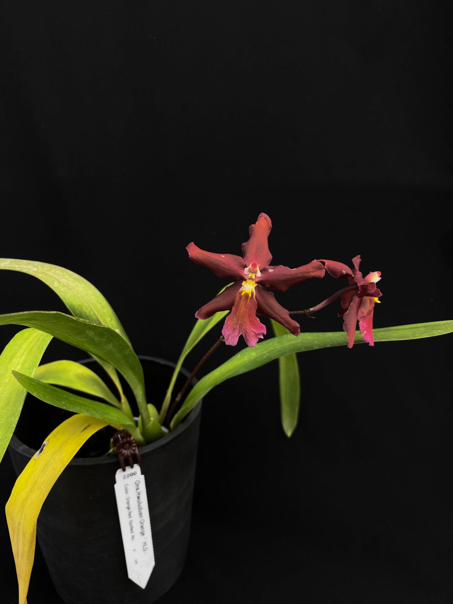 Oncidium Hwuluduen '2200'