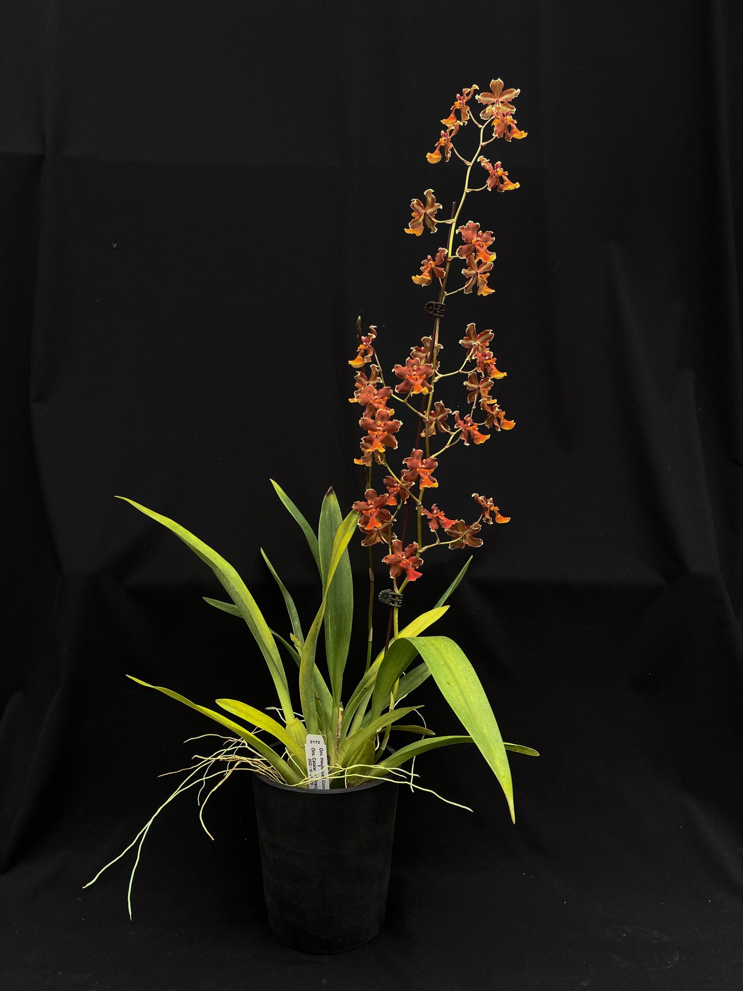 Oncidium Hwuluduen Messi '2172'