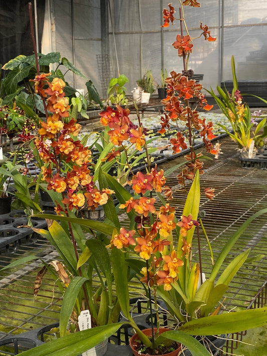 A Beginner's Guide to Growing Oncidium Orchids: Easy Indoor Planting