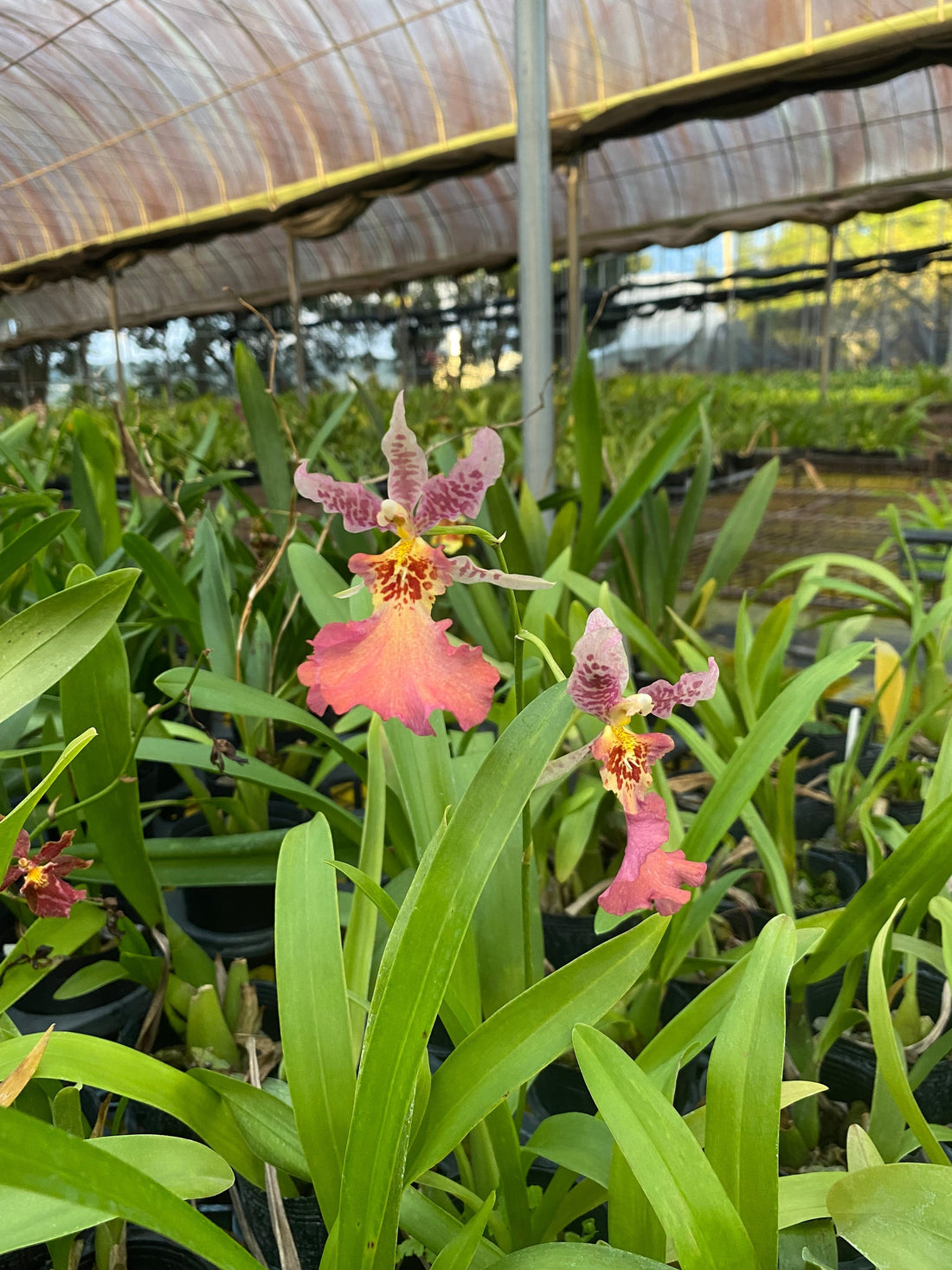 Oncidium Potting Medium Guide: Choosing the Best Substrate for Beginners in Taiwan