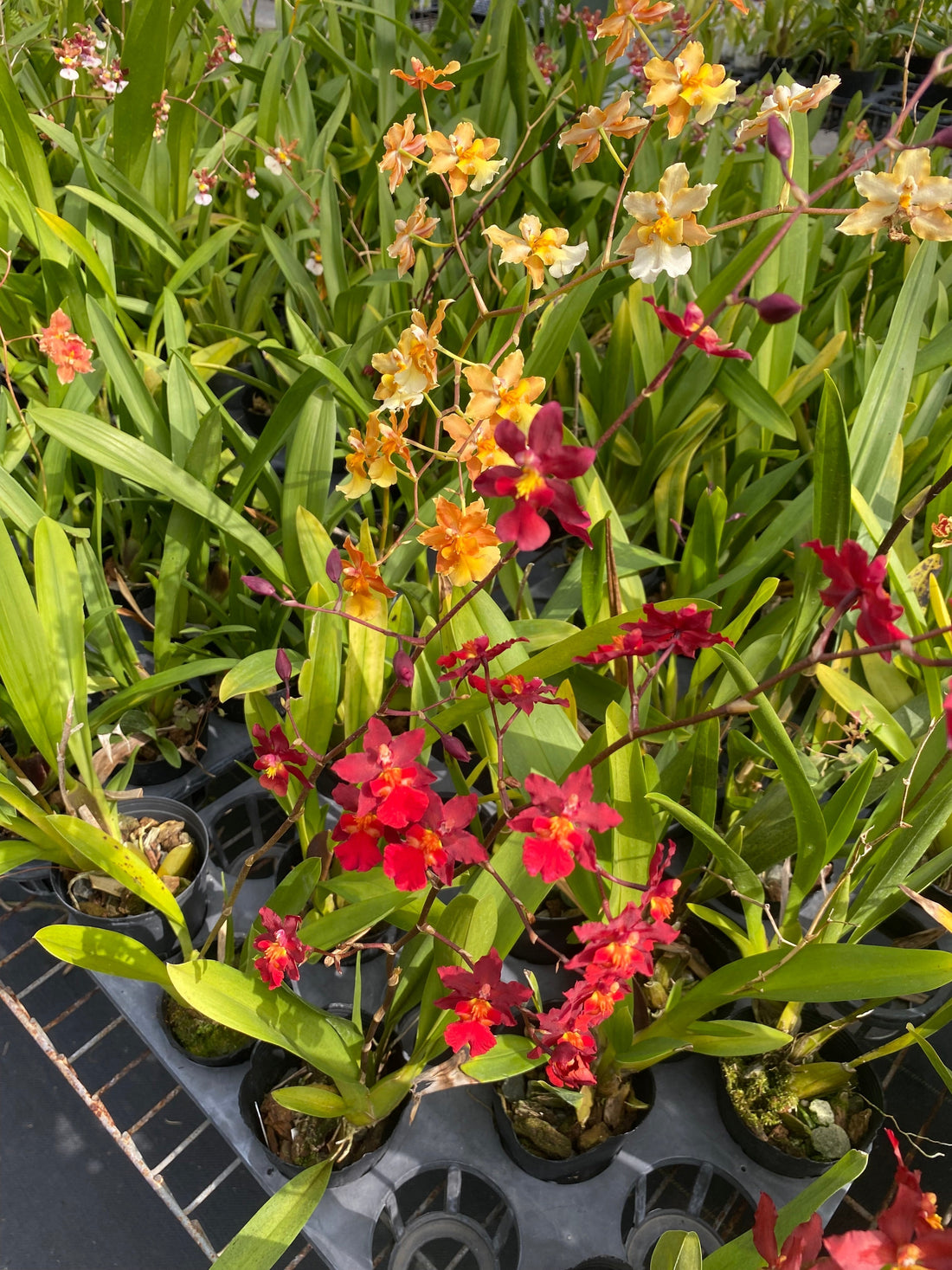 Redder Than the "Red Cherry", The '2187'