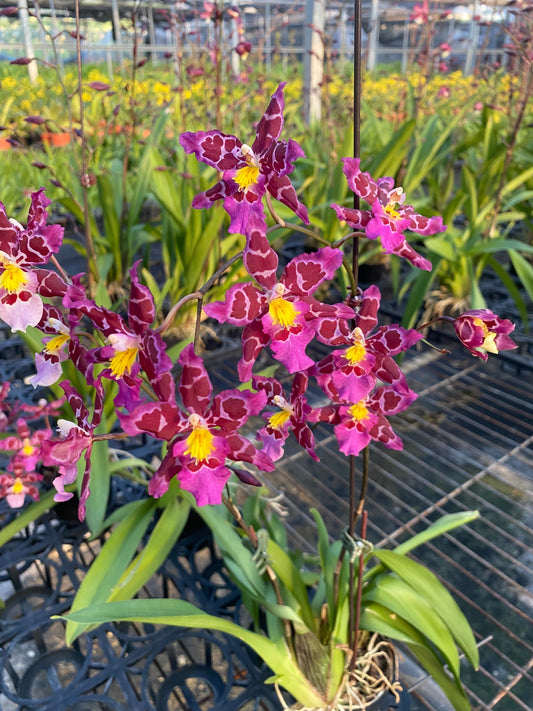 Zelenkocidium Hwuluduen Ruby Gem 'Shirley' 葫蘆墩'雪莉'文心蘭