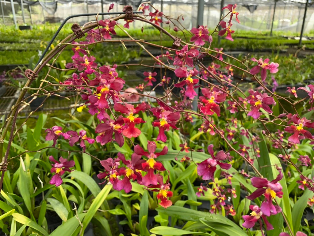 Red Cherry Oncidium Orchid for Cut Flowers | Hwuluduen – Hwuluduen