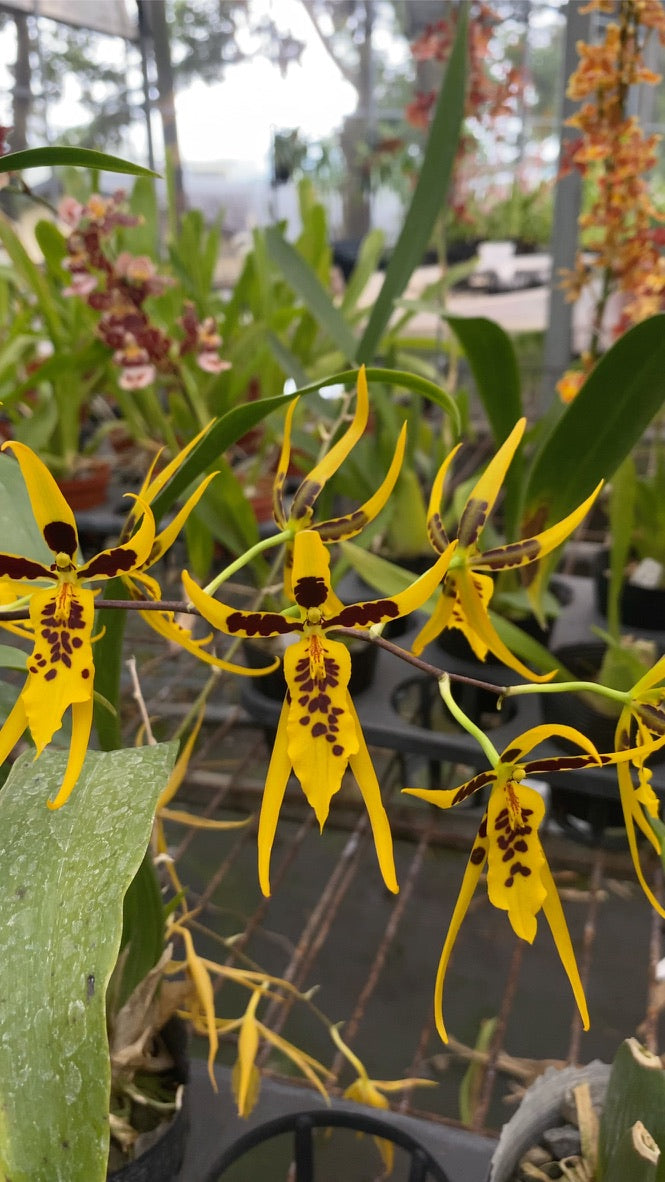 Bramesa Hwuluduen Vivid Bee ‘1235‘