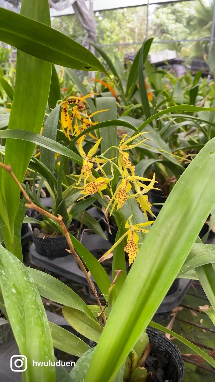 Bramesa Hwuluduen Vivid Bee ‘1235‘