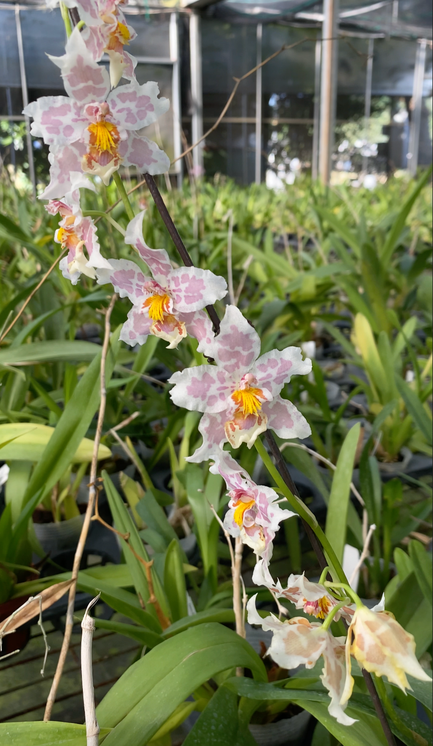 Oncidium Hwuluduen Franz ‘Leopard‘ 文心蘭