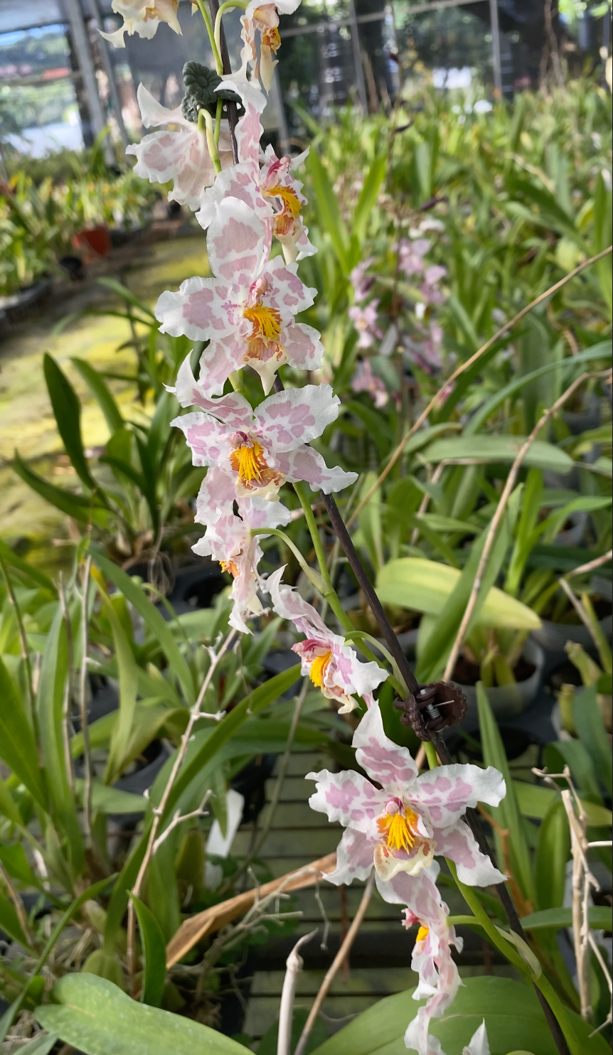 Oncidium Hwuluduen Franz ‘Leopard‘ 文心蘭
