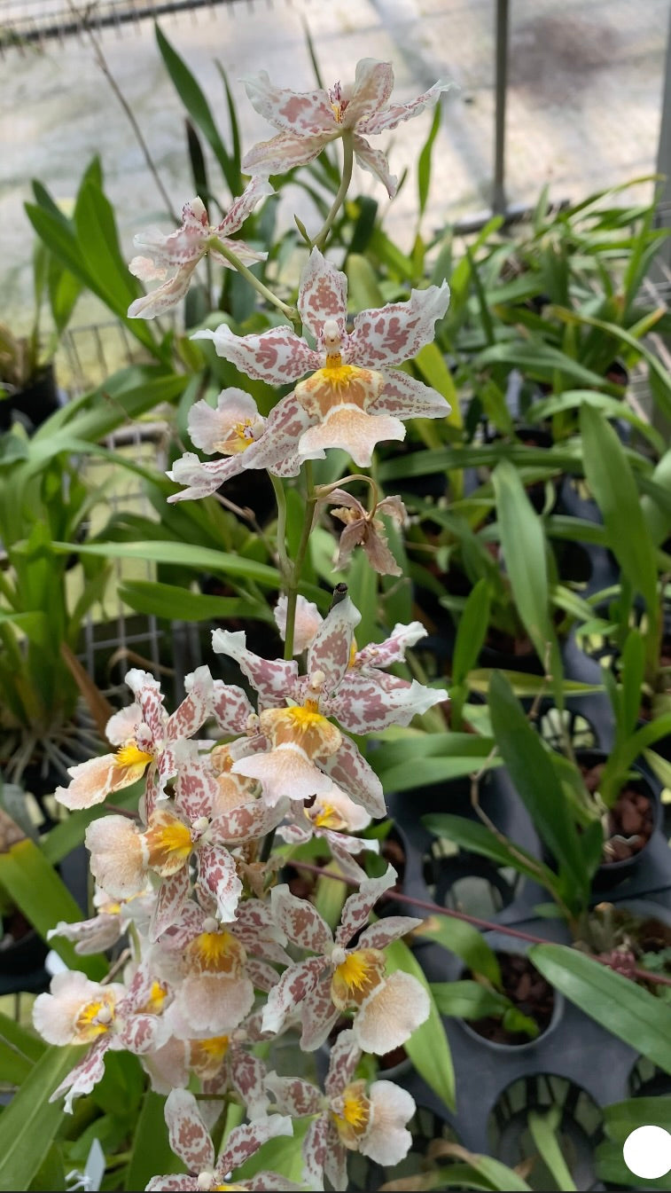 Oncidium Hwuluduen  '2144'