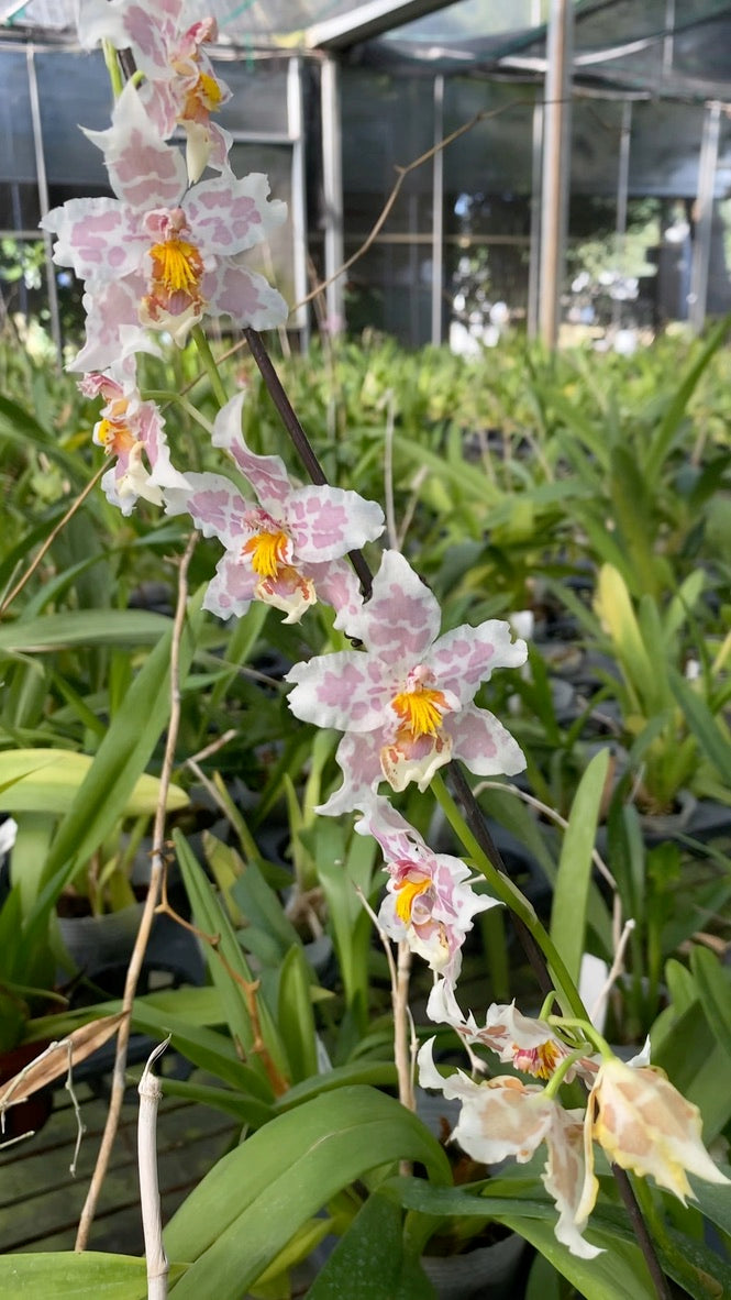 Oncidium Hwuluduen Franz ‘Leopard‘ 文心蘭