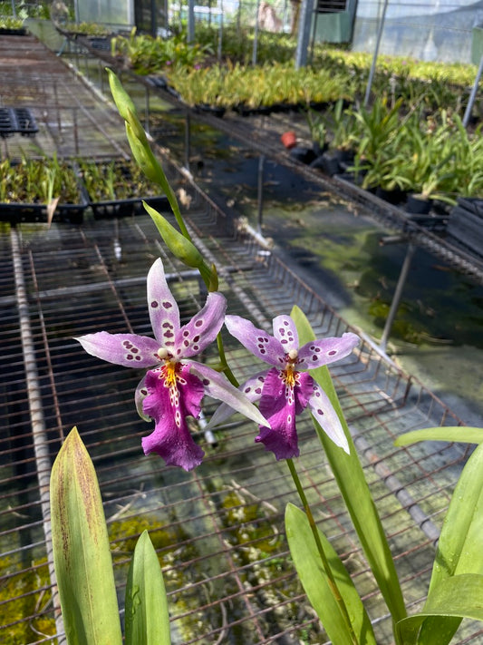 Alcra. Hwuluduen Romance ‘1174‘