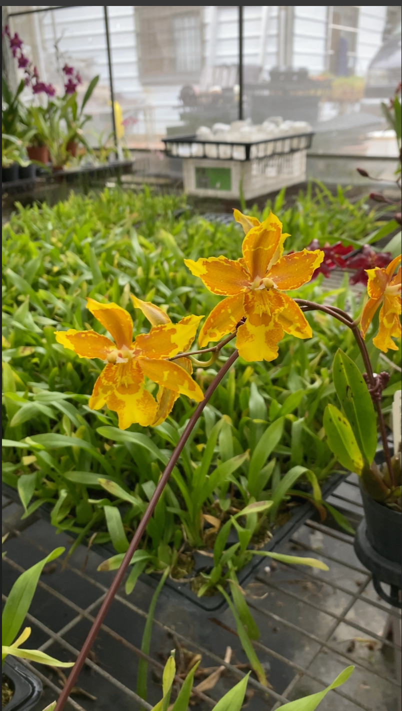 Oncidium Hwuluduen 'HLD-2'
