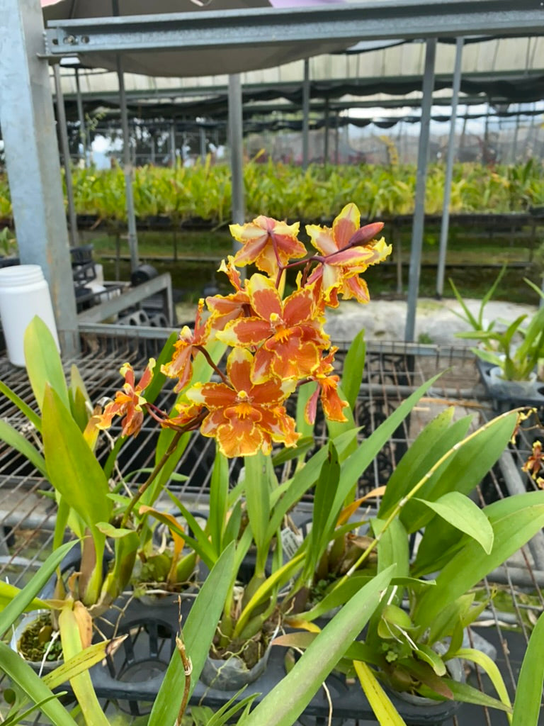 Oncidium Hwuluduen  '2144'
