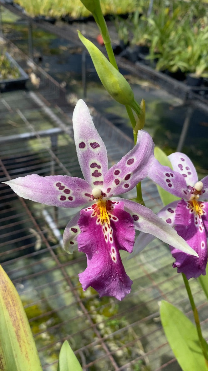 Alcra. Hwuluduen Romance ‘1174‘