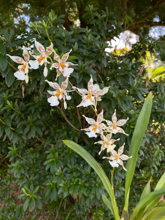 Oncidium Hwuluduen  '2144'