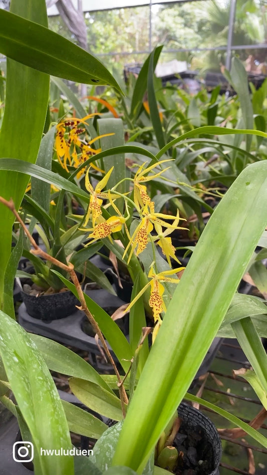 Bramesa Hwuluduen Vivid Bee ‘1235‘