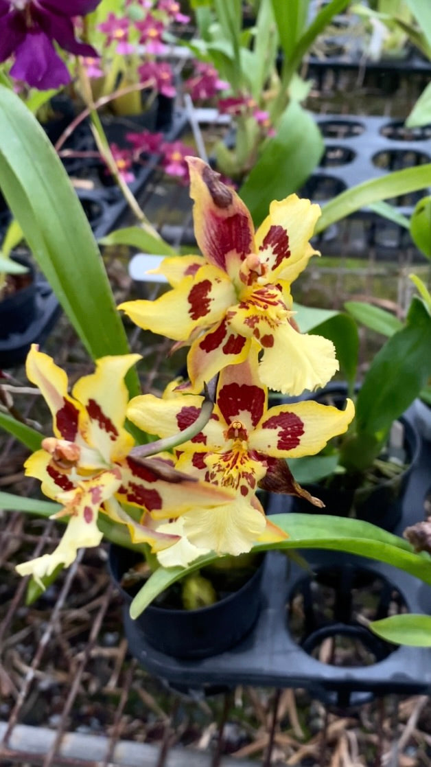 Oncidium Hwuluduen Ruby Crow 'HLD-1264 '
