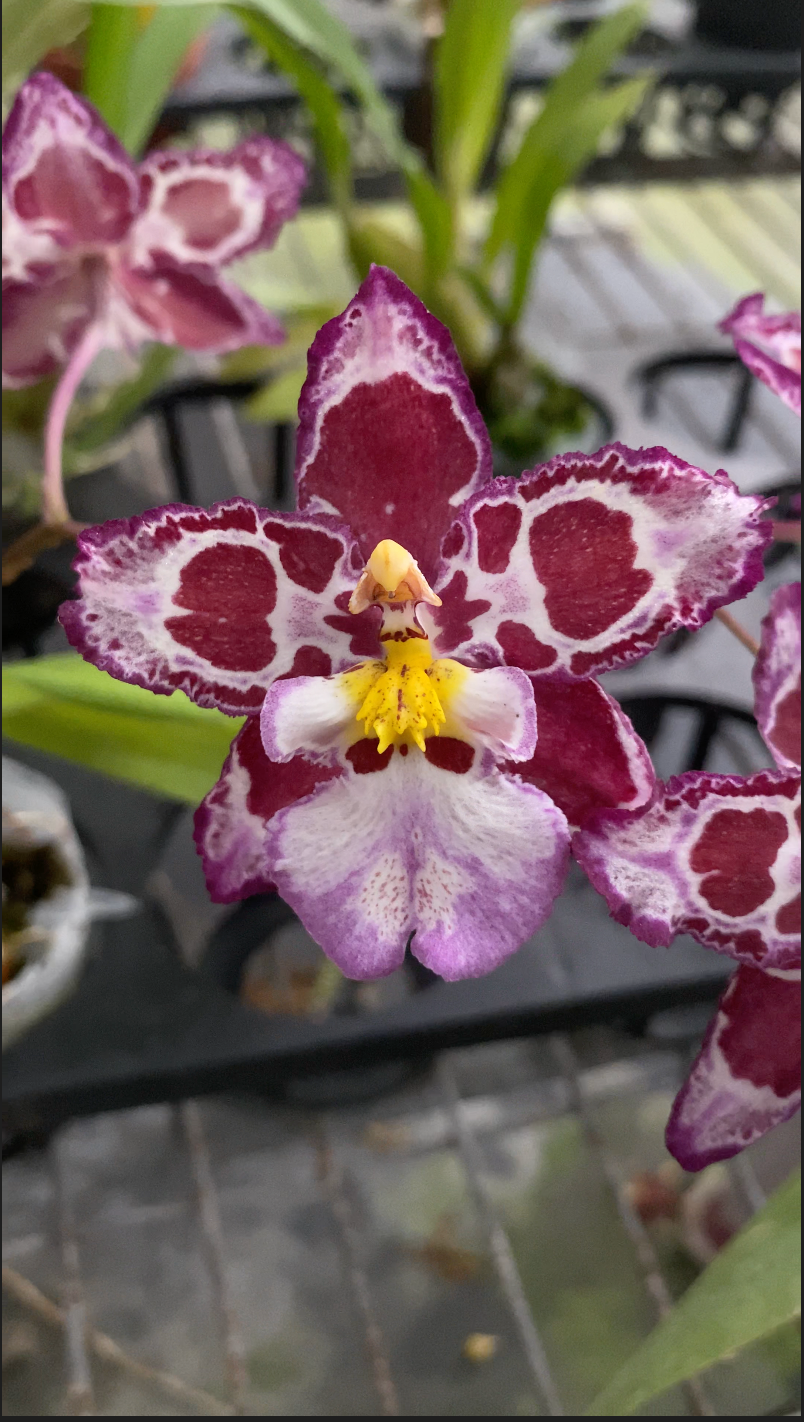 Zelenkocidium Hwuluduen 'HLD-1'