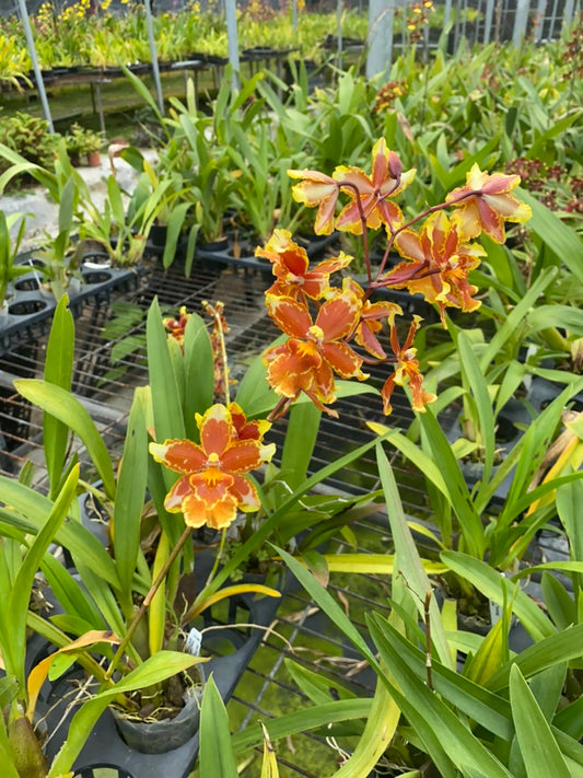 Oncidium Hwuluduen  '2144'