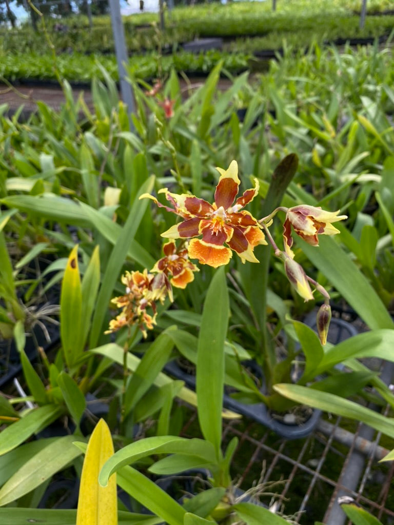 Oncidium Hwuluduen Messi '2172'