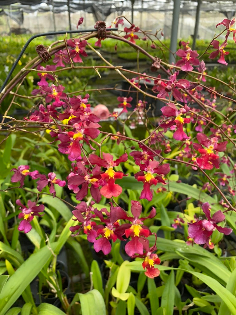 Oncidium Hwuluduen 'Red Cherry' 文心蘭