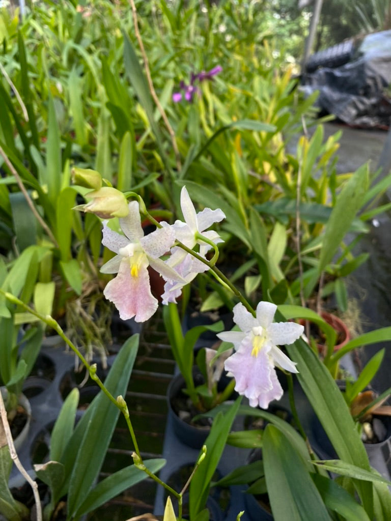 Rodritonia Hwuluduen Megan ‘1314‘