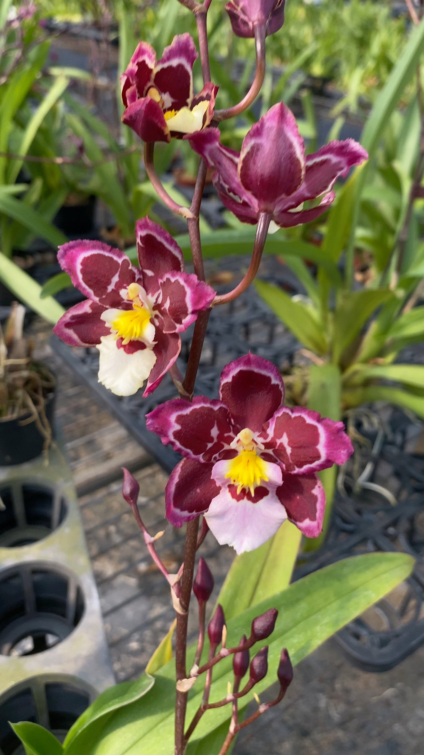 Zelenkocidium Hwuluduen Ruby Gem 'Diana'