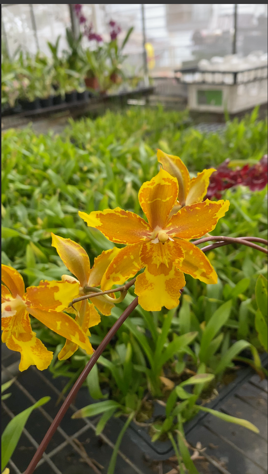 Oncidium Hwuluduen 'HLD-2'