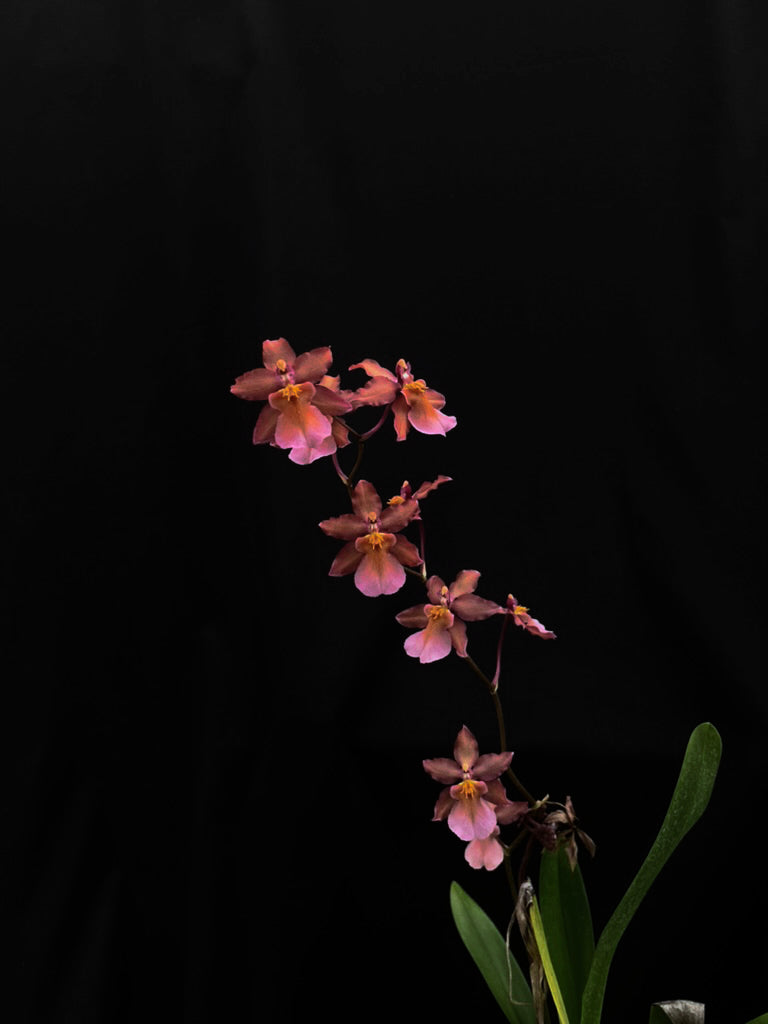 Onc. Hwuluduen '2158'