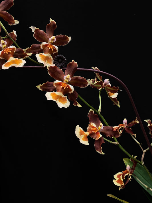 Oncidium Hwuluduen Messi '2172'
