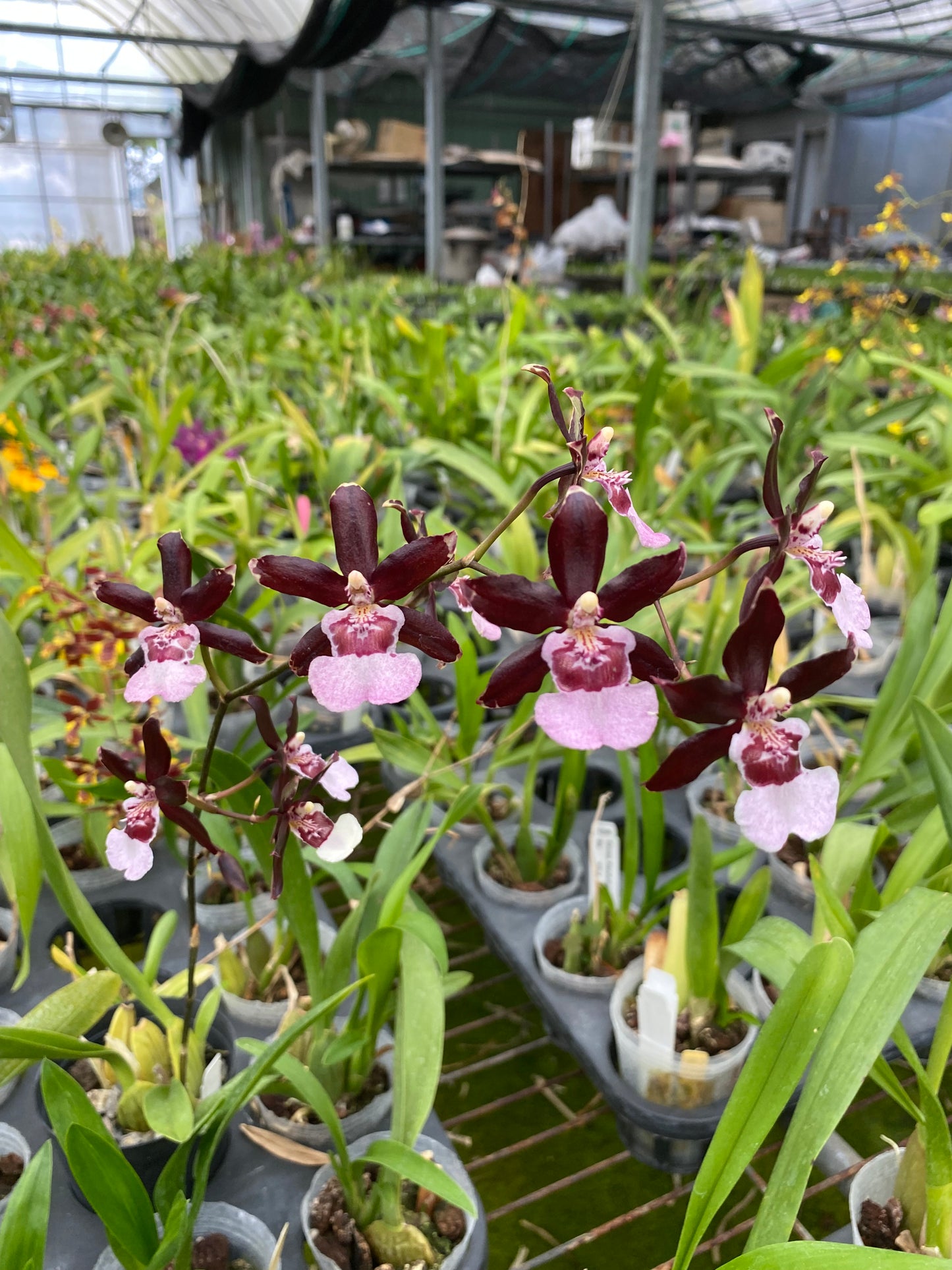 Oncidium Hwuluduen ‘Purple Grape’