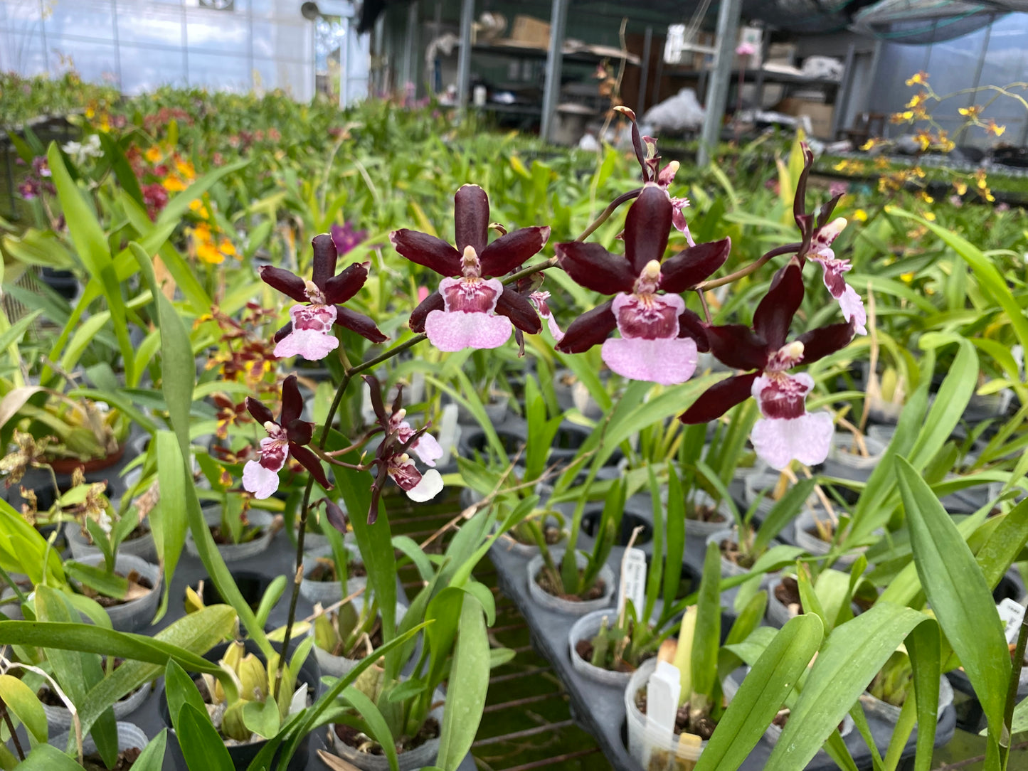 Oncidium Hwuluduen ‘Purple Grape’