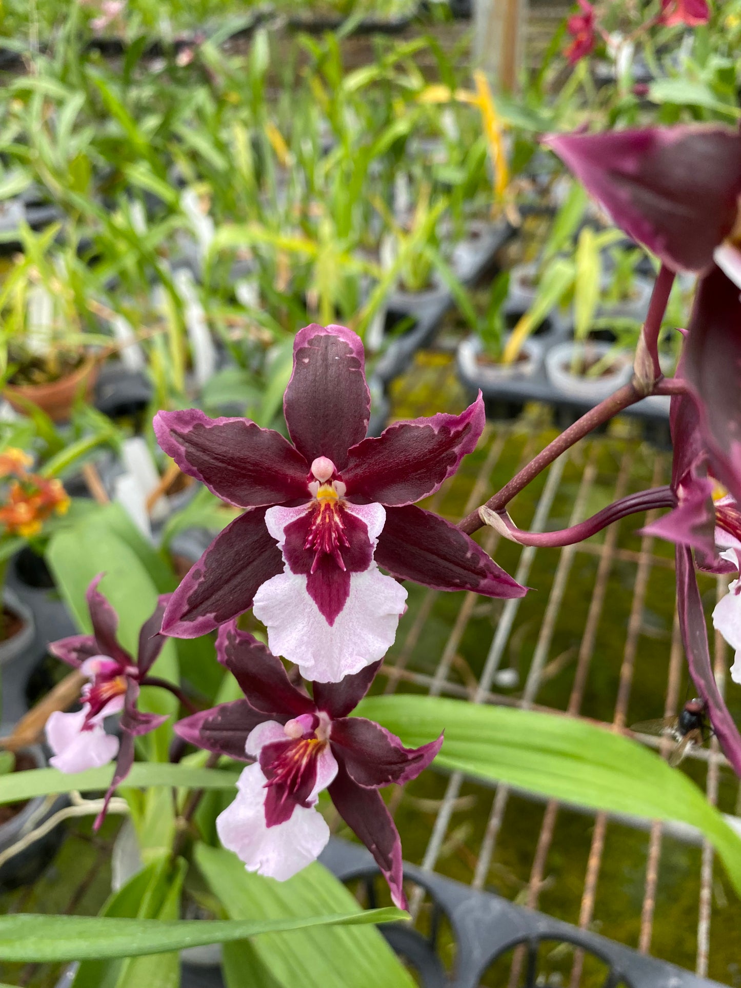 Oncidium Hwuluduen Scarlet 'Black Jack'