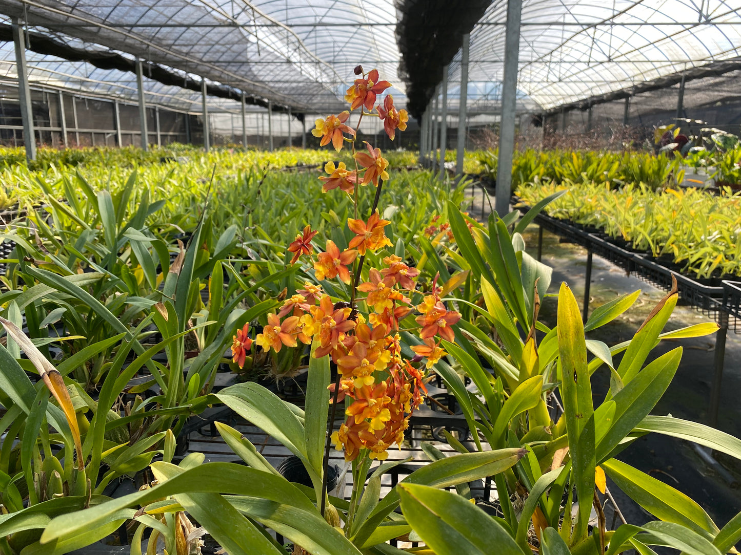 Oncidium Hwuluduen ‘Orange fruit’
