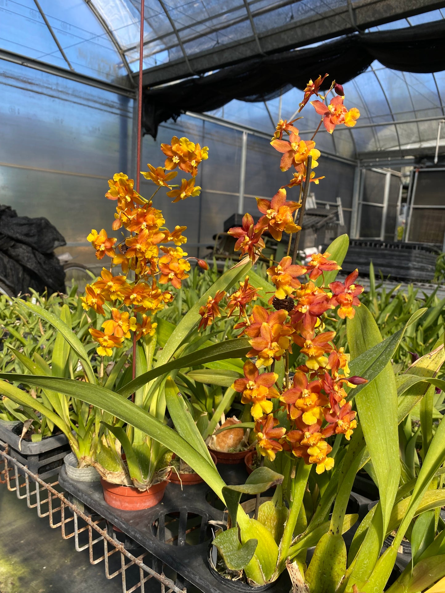 Oncidium Hwuluduen ‘Orange fruit’