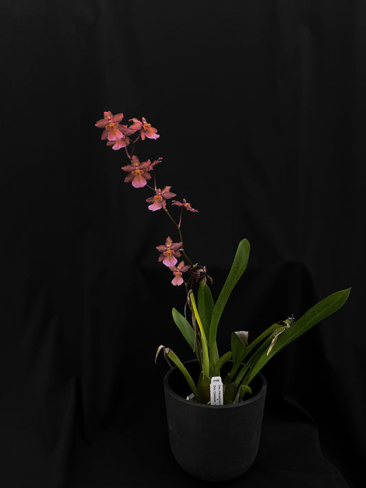 Onc. Hwuluduen '2158'