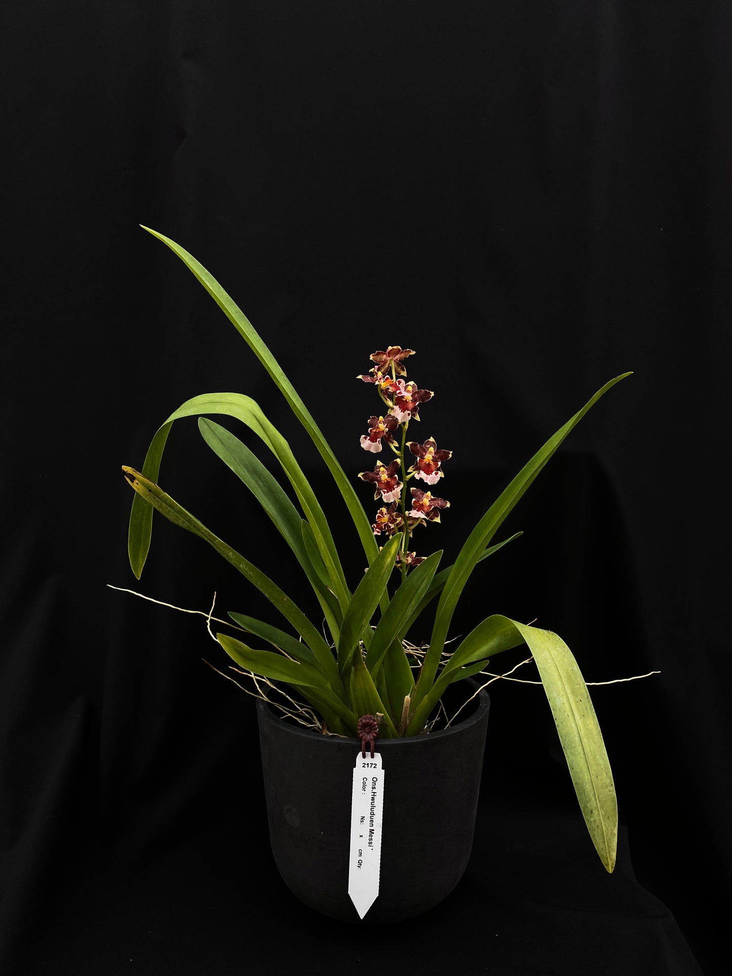 Oncidium Hwuluduen Messi '2172'