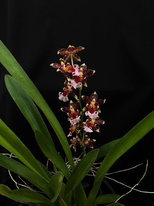 Oncidium Hwuluduen Messi '2172'