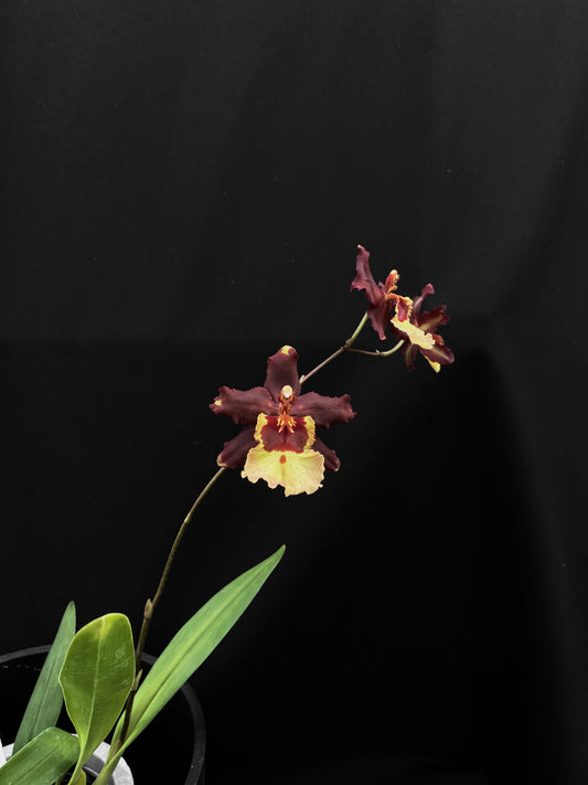 Oncidium Hwuluduen '2166'