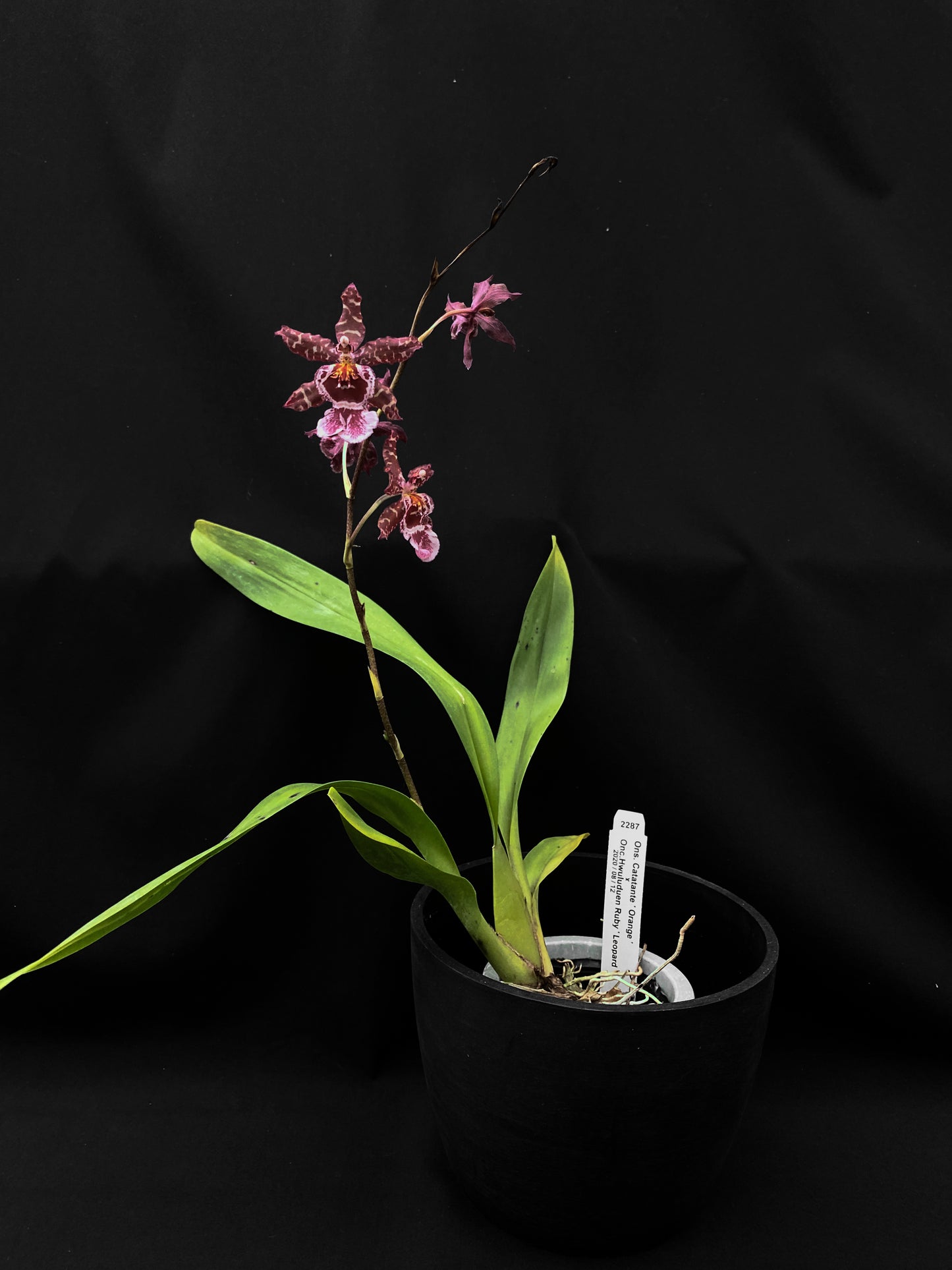 Oncidium Hwuluduen '2287'